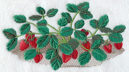 Strawberry Bush - No Text