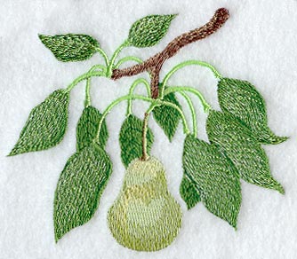 Pear Branch - No Text