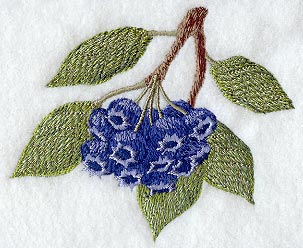 Blueberries - No Text