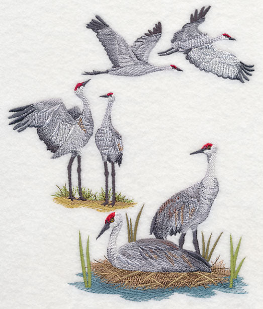 Sandhill Crane Collage