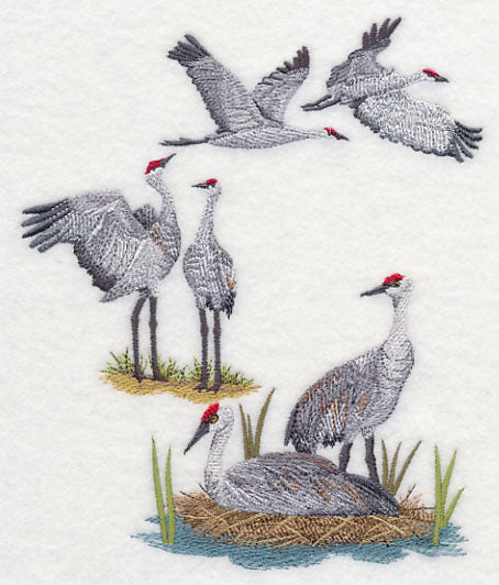 Sandhill Crane Collage