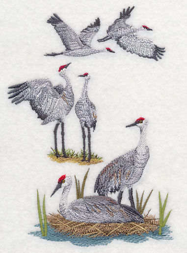 Sandhill Crane Collage