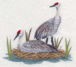 Sandhill Cranes on Shore