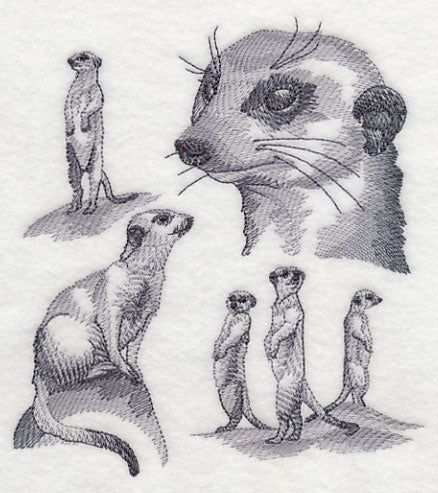 Meerkat Sketch