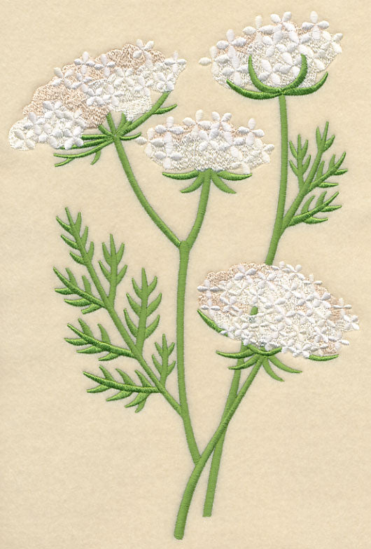 Queen Anne's Lace 1