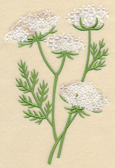Queen Anne's Lace 1