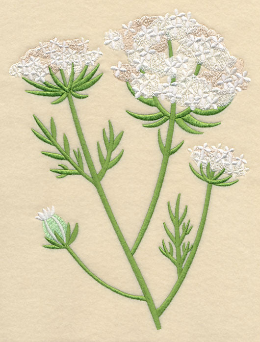 Queen Anne's Lace 2