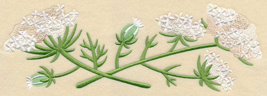 Queen Anne's Lace Border