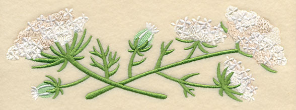 Queen Anne's Lace Border