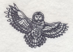 Owl Wisdom - Barred Owl