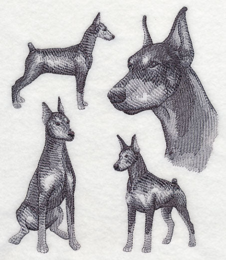 Doberman Sketch (Docked Tail and Cropped Ears)