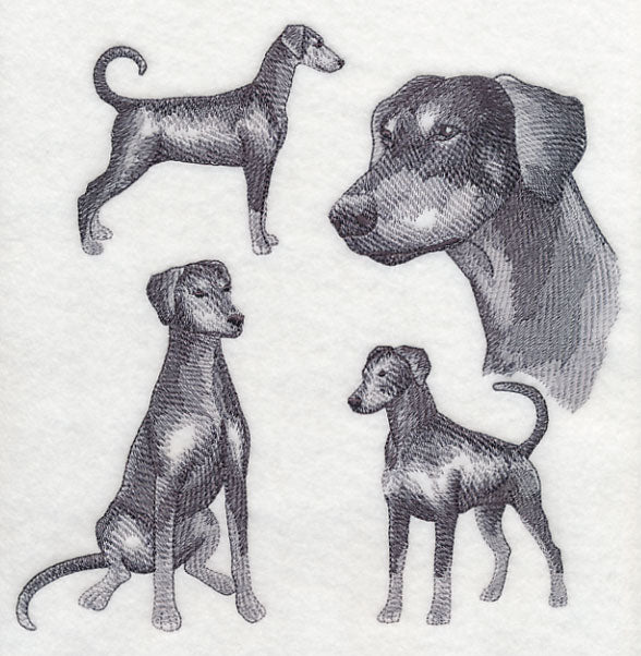 Doberman Sketch (Full Tail and Ears)