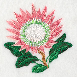 Protea Flower
