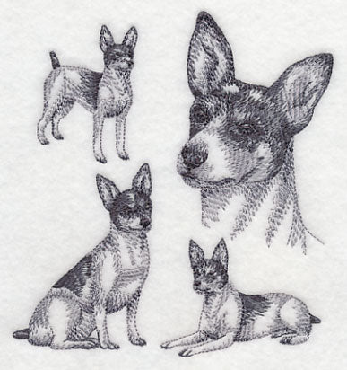 Rat Terrier Sketch
