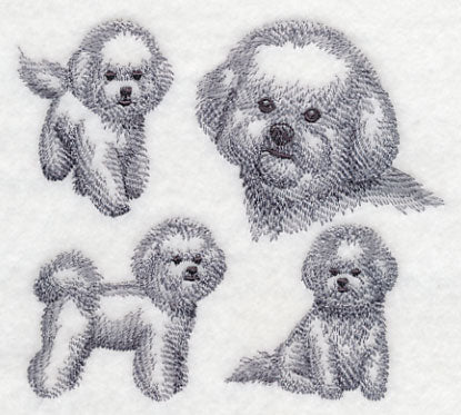 Bichon Frise Sketch