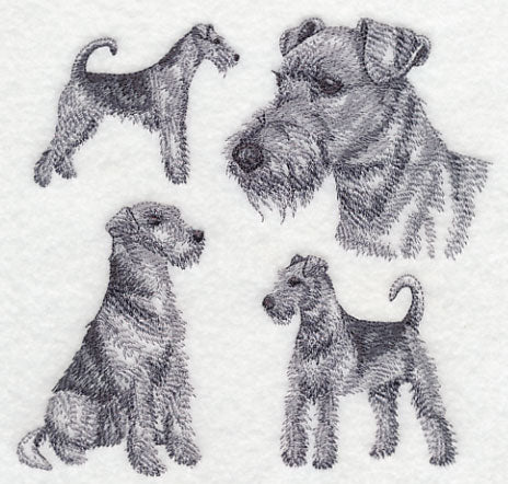 Airedale Sketch