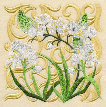 Blooming Star of Bethlehem Square