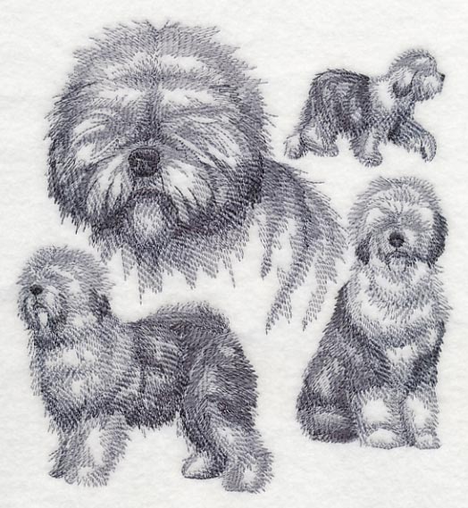 Old English Sheepdog Sketch
