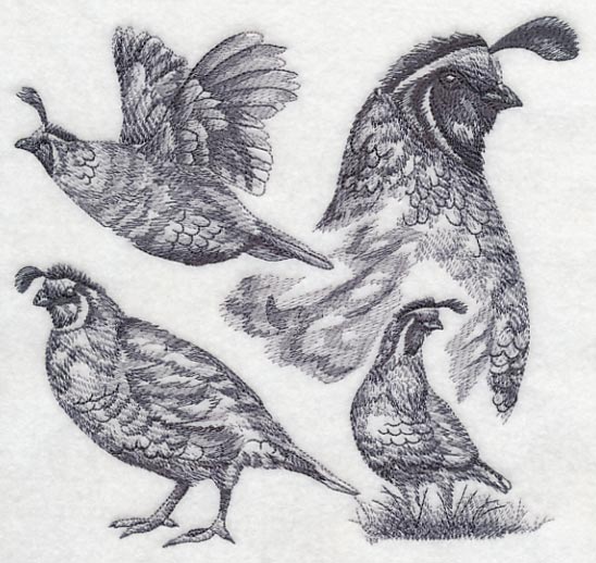 Quail Sketch
