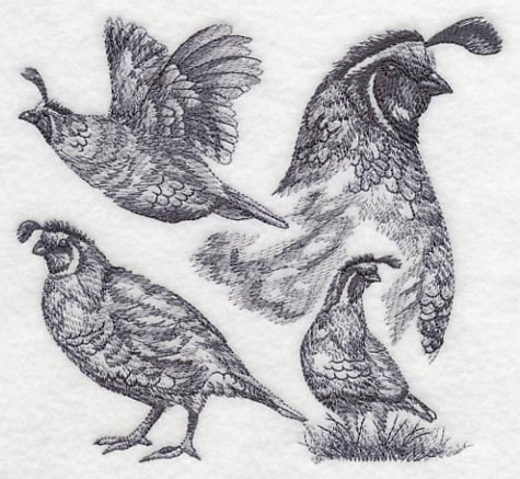 Quail Sketch