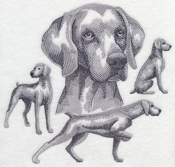 Weimaraner Sketch (Docked Tail)