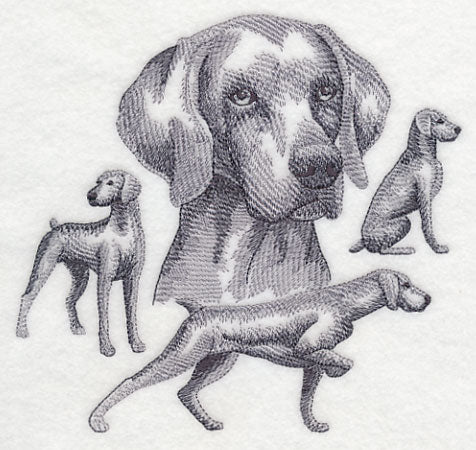 Weimaraner Sketch (Docked Tail)