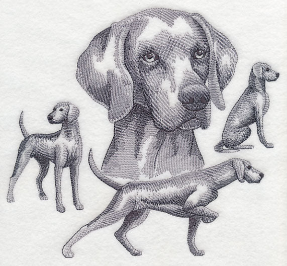 Weimaraner Sketch