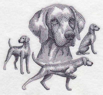 Weimaraner Sketch