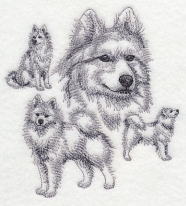 Samoyed Sketch