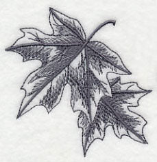 Maple Leaf