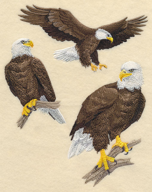 Bald Eagle Collage