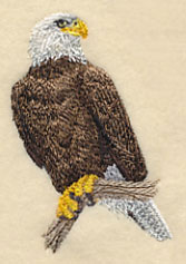 Bald Eagle Perching 1