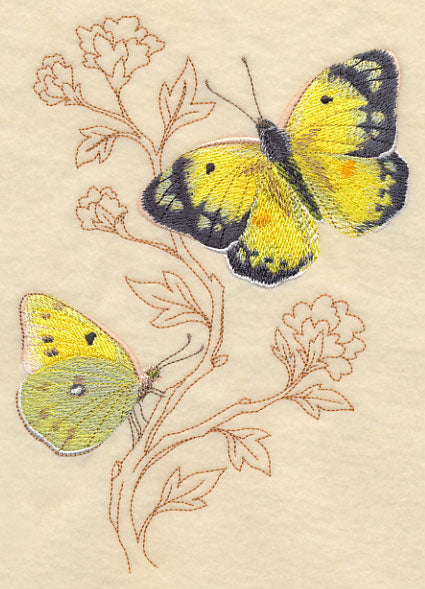 Alfalfa Butterfly on Delicate Branches