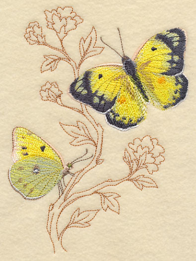 Alfalfa Butterfly on Delicate Branches