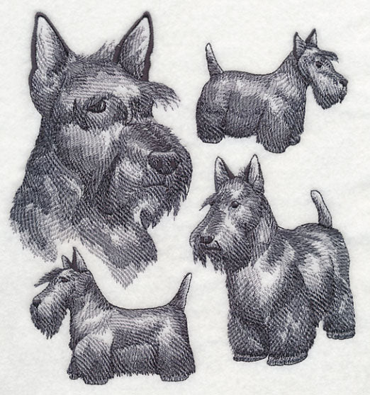 Scottish Terrier Sketch