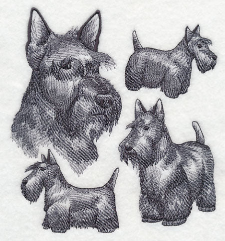 Scottish Terrier Sketch