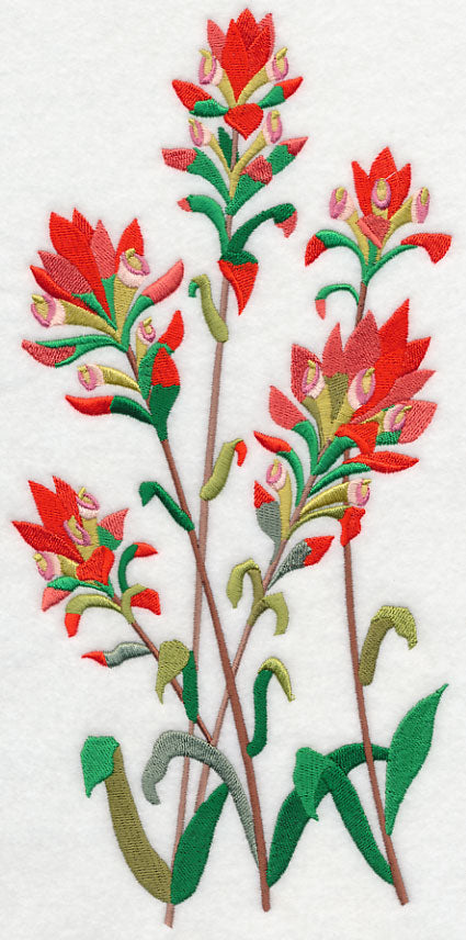 Indian Paintbrush 1