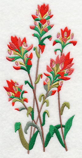 Indian Paintbrush 1