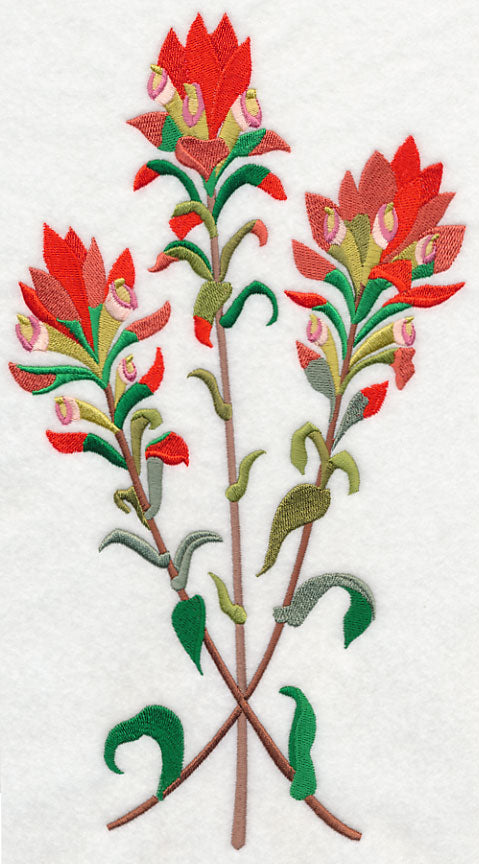Indian Paintbrush 2