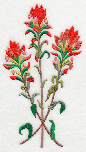 Indian Paintbrush 2