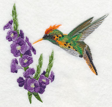 Tufted Coquette Hummingbird with Porterweed Flower