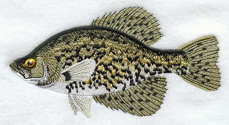 Crappie
