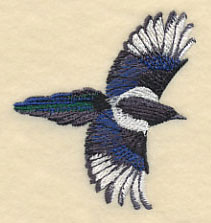Black-Billed Magpie In Flight