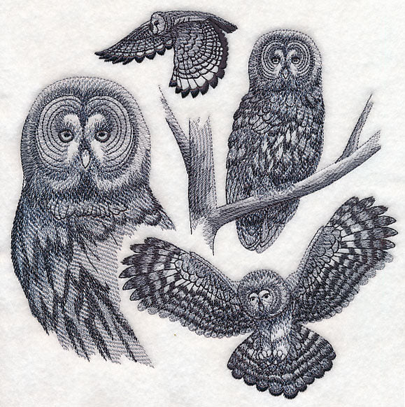 Great Grey Owl Sketch