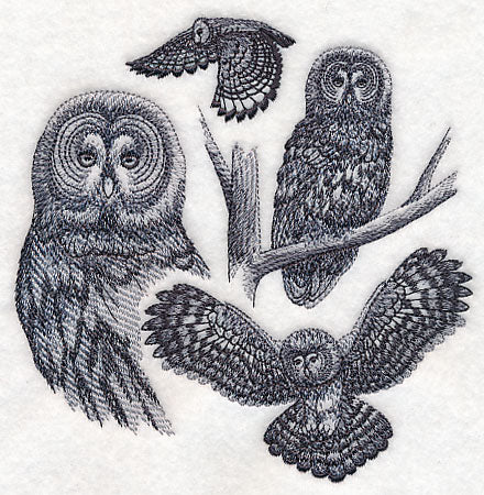 Great Grey Owl Sketch