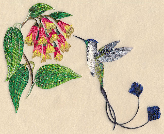 Marvelous Spatuletail Hummingbird