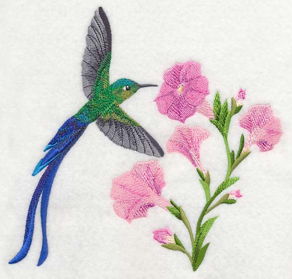 Long-tail Sylph Hummingbird