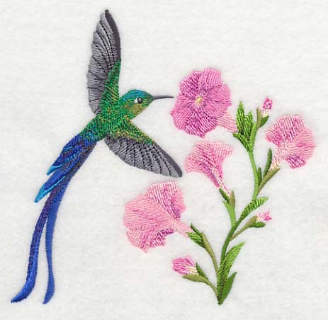 Long-tail Sylph Hummingbird