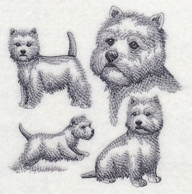 West Highland Terrier Sketch