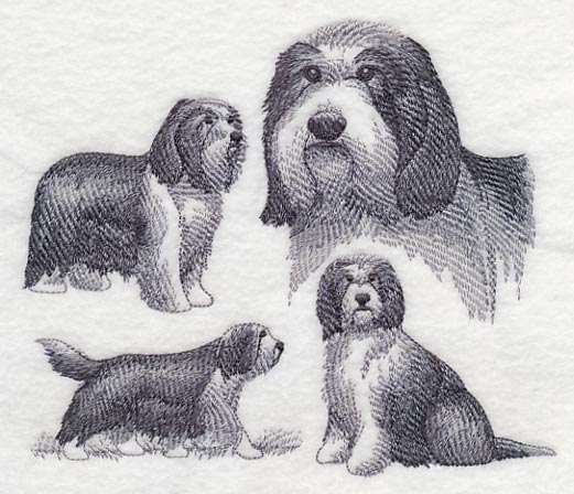 Bearded Collie Sketch